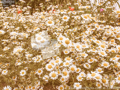 Image of Retro looking Camomile flower