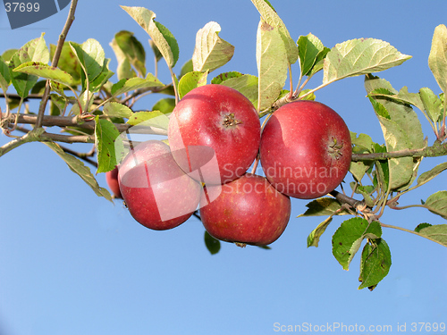 Image of Red apples