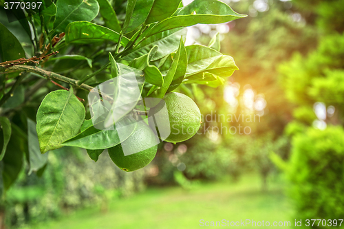 Image of Lime tree fruits 