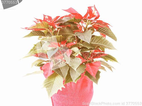 Image of Retro looking Poinsettia