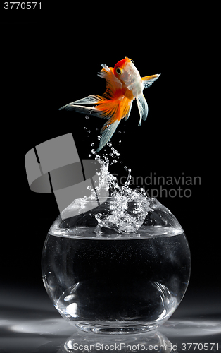 Image of Goldfish jump