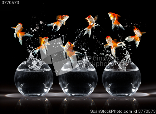 Image of Goldfishs jumps