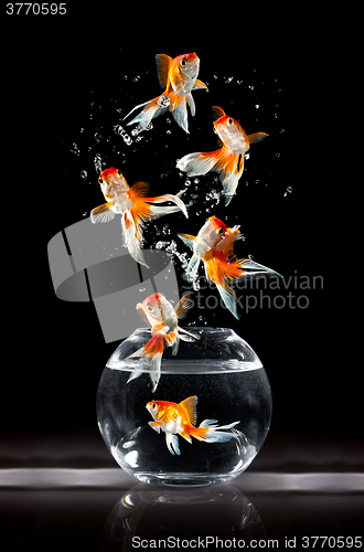 Image of Goldfishs jumps