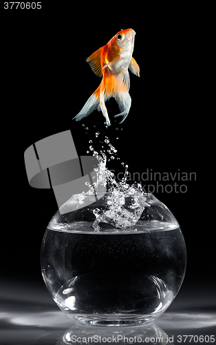 Image of Goldfish jump