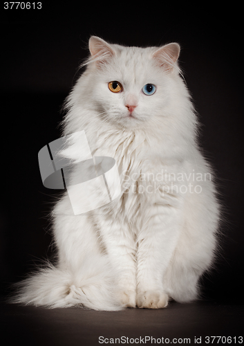 Image of varicoloured eyes white cat