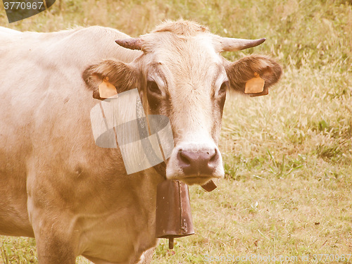 Image of Retro looking Cow picture