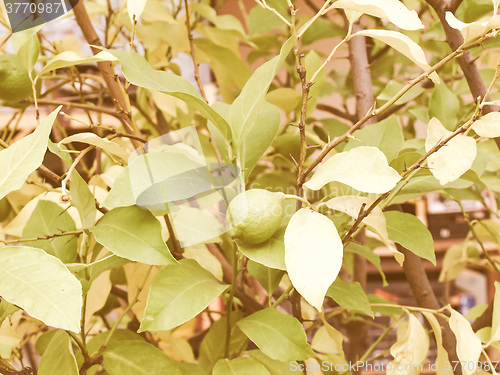 Image of Retro looking Lemon picture