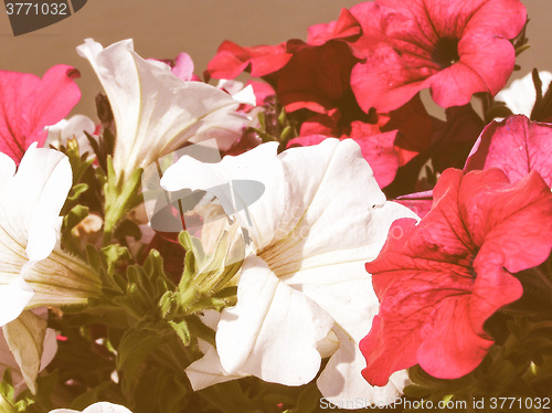 Image of Retro looking Flower picture