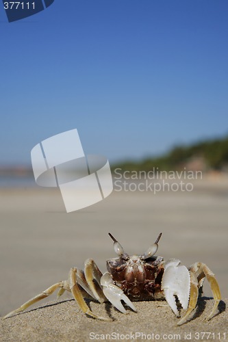 Image of Tropical Crab