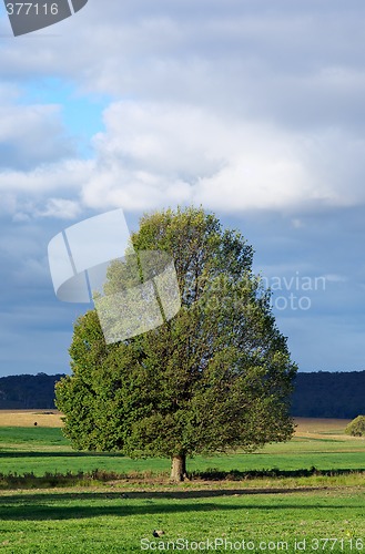 Image of tree