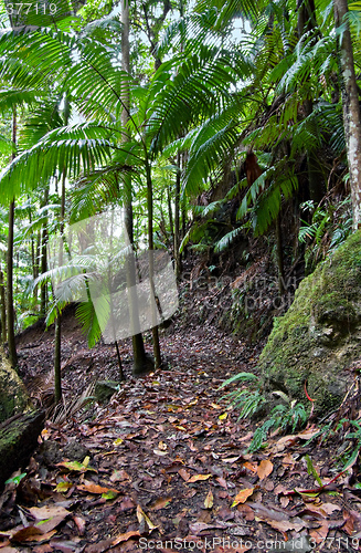 Image of rainforest