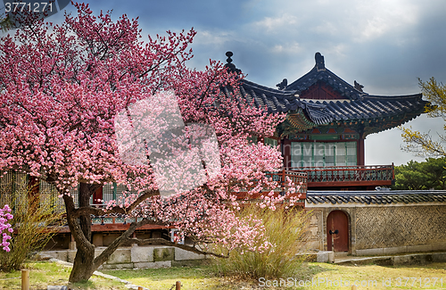 Image of beautiful pink cherry blossom (Sakura) flower, and with vintage 