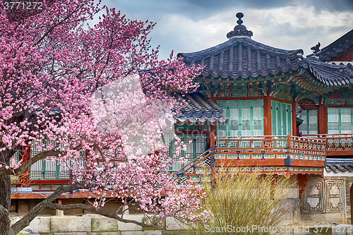 Image of beautiful pink cherry blossom (Sakura) flower, and with vintage 