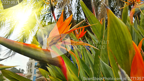 Image of Strelitzia Reginae flower (bird of paradise flower) 