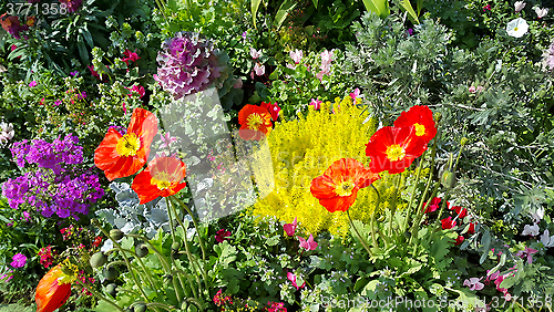 Image of Nature background of colorful bright flowerbed 