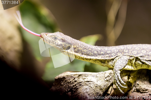 Image of small lizzard varanus timorensis