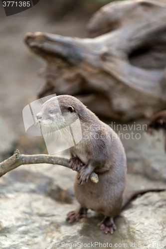 Image of European otter (Lutra lutra)