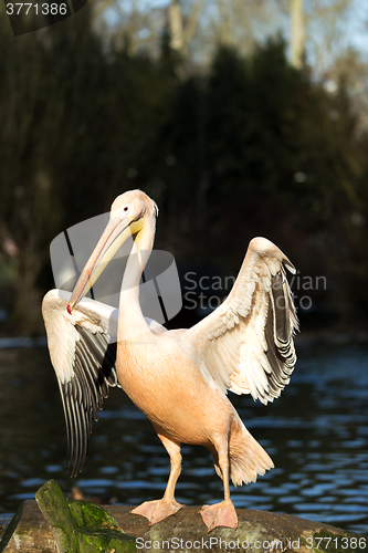 Image of rare Spot-billed pelican, Pelecanus philippensisin