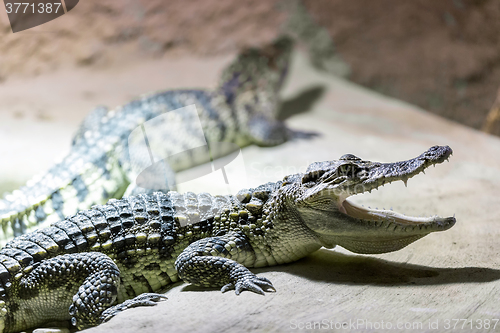 Image of small Crocodile showin his teeth