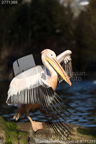 Image of rare Spot-billed pelican, Pelecanus philippensisin