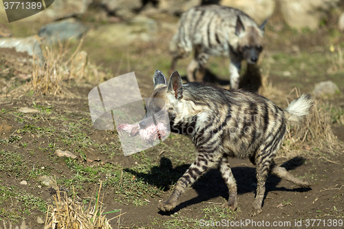 Image of Striped hyena (Hyaena hyaena)