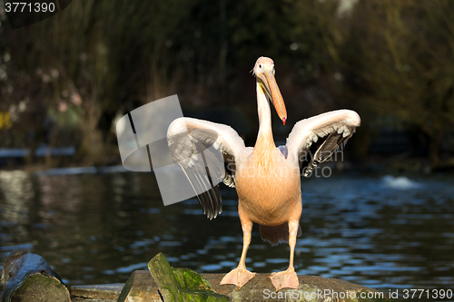 Image of rare Spot-billed pelican, Pelecanus philippensisin