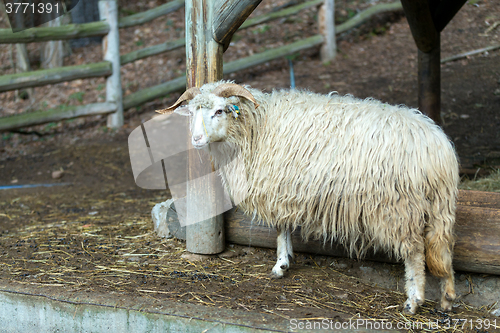 Image of ram or rammer, male of sheep