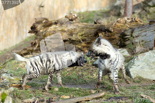 Image of Striped hyena (Hyaena hyaena)