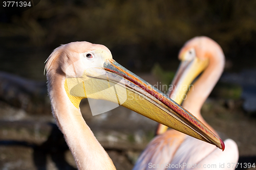 Image of rare Spot-billed pelican, Pelecanus philippensisin