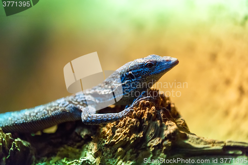 Image of small lizzard varanus timorensis