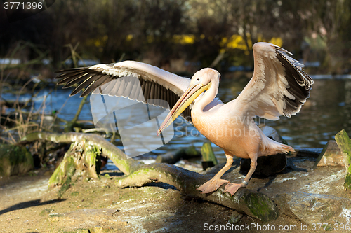 Image of rare Spot-billed pelican, Pelecanus philippensisin