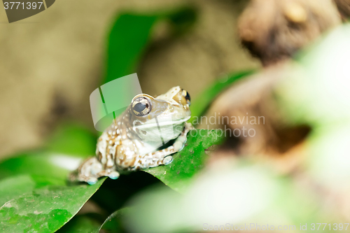 Image of tree frog or Amazon milk frog