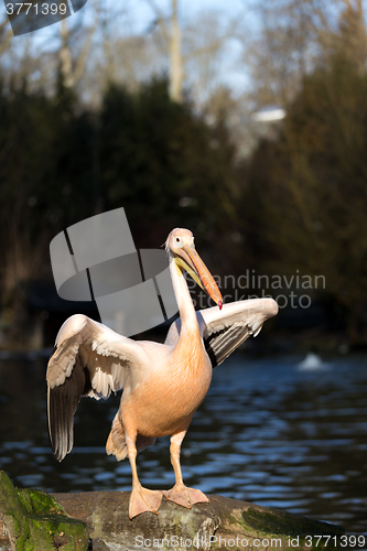 Image of rare Spot-billed pelican, Pelecanus philippensisin