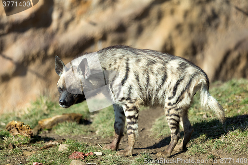 Image of Striped hyena (Hyaena hyaena)