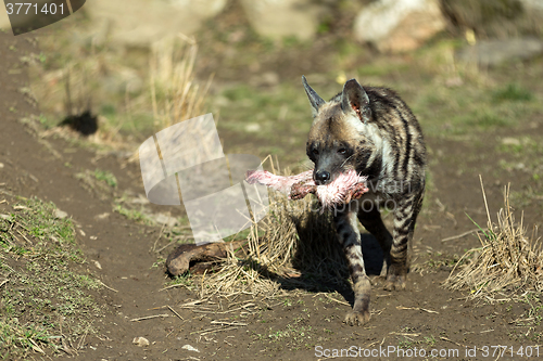 Image of Striped hyena (Hyaena hyaena)