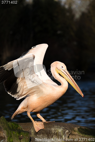 Image of rare Spot-billed pelican, Pelecanus philippensisin