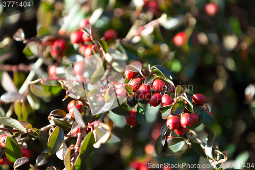 Image of background with red gaultheria