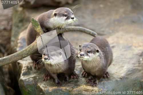 Image of European otter (Lutra lutra)