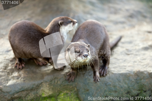 Image of European otter (Lutra lutra)