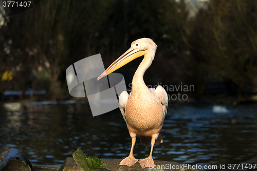 Image of rare Spot-billed pelican, Pelecanus philippensisin