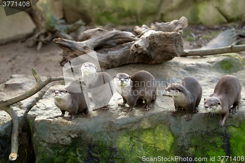Image of European otter (Lutra lutra)