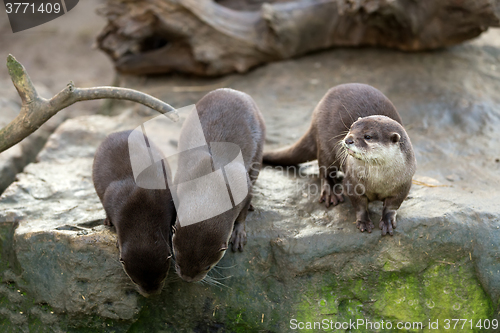 Image of European otter (Lutra lutra)