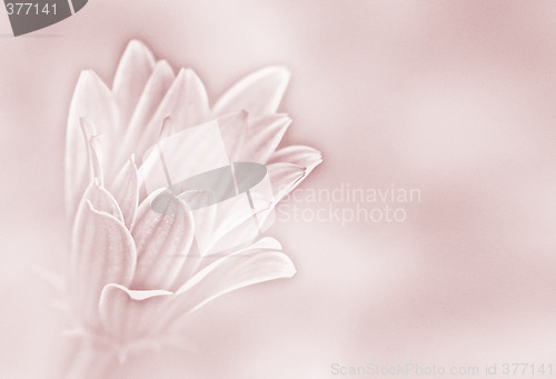 Image of pink paper daisy