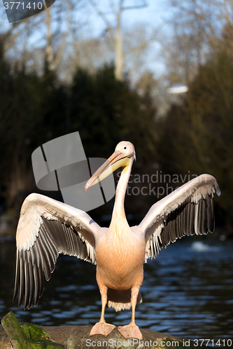 Image of rare Spot-billed pelican, Pelecanus philippensisin