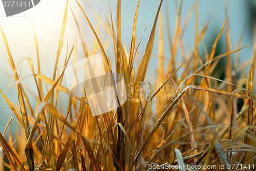 Image of very nice autumn reed