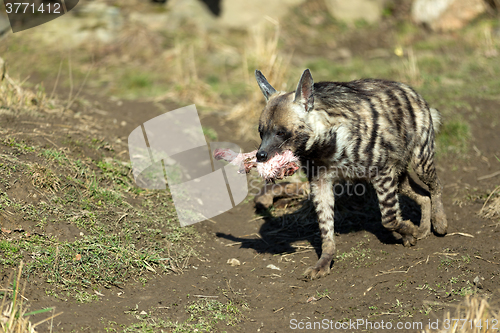 Image of Striped hyena (Hyaena hyaena)