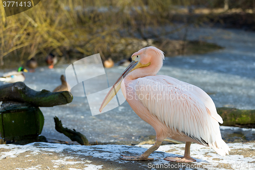 Image of rare Spot-billed pelican, Pelecanus philippensisin