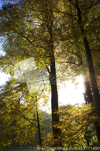 Image of Autumnal forest