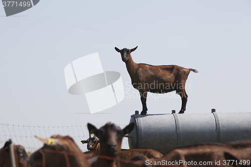 Image of Pinzgauer goats