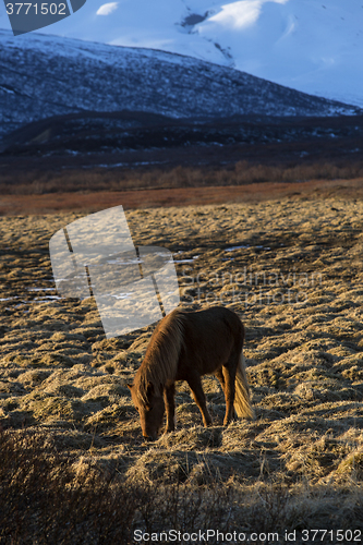 Image of Icelandic horse in front of mountain landscape